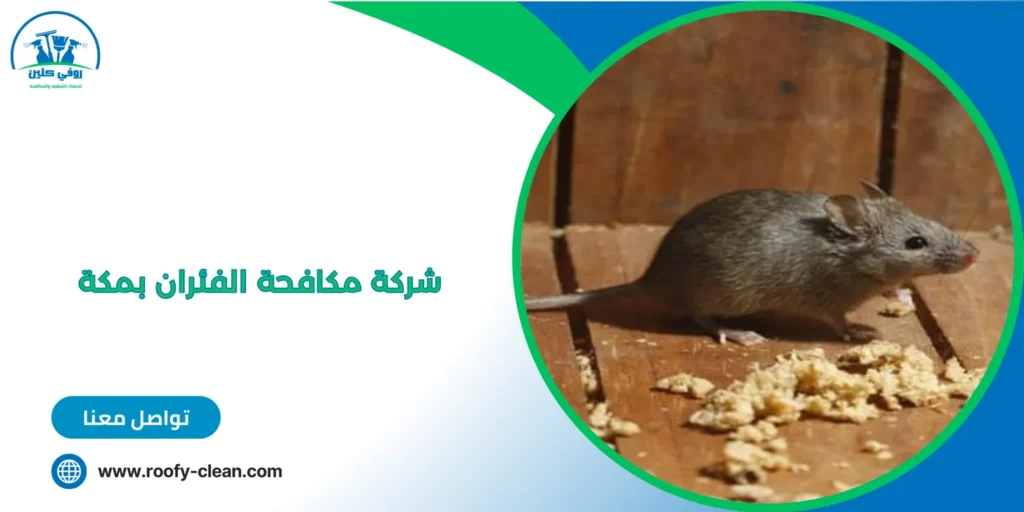 شركة مكافحة الفئران بمكة